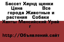 Бассет Хаунд щенки › Цена ­ 20 000 - Все города Животные и растения » Собаки   . Ханты-Мансийский,Урай г.